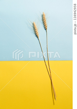 Two ears of rye on a yellow-blue background Two ears of rye on a yellow-blue background 116942938