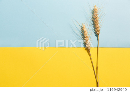 Two ears of rye on a yellow-blue background. A concept of the fertile Ukrainian land 116942940