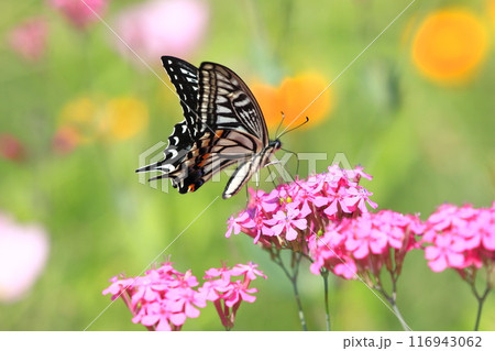花の蜜を吸うナミアゲハ 116943062