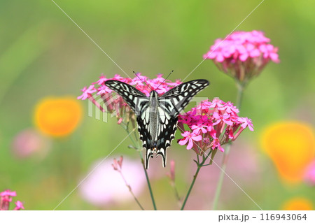 花の蜜を吸うナミアゲハ 116943064