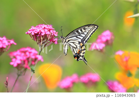 花の蜜を吸うナミアゲハ 116943065