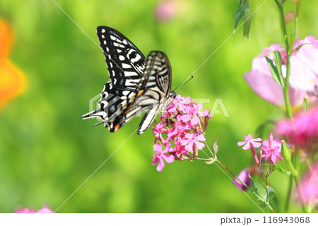 花の蜜を吸うナミアゲハ 116943068