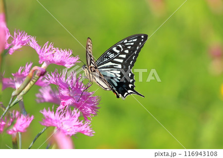 花の蜜を吸うナミアゲハ 116943108