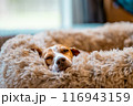 sleepy beagle in fluffy bed , warm home atmosphere 116943159