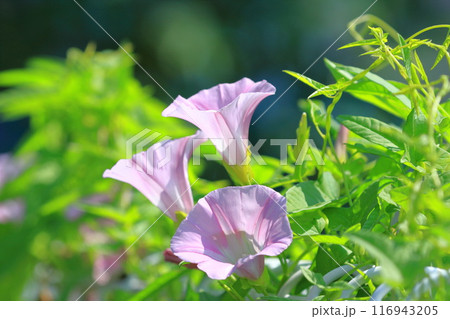 ピンク色の昼顔（ヒルガオ）の花　　 116943205