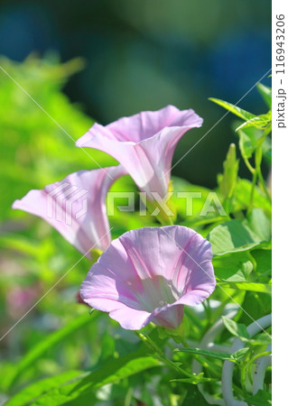 ピンク色の昼顔（ヒルガオ）の花　　 116943206