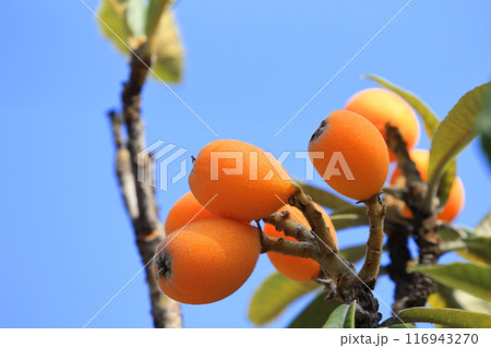 収穫期を迎えた枇杷（ビワ）の実 116943270