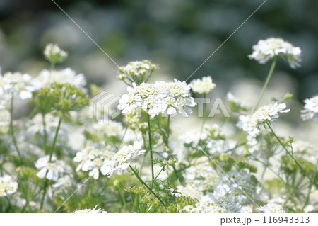 オルラヤ（or オルレア）の花 116943313