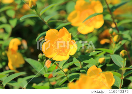 満開の金糸梅（キンシバイ）　花とつぼみ　 116943373