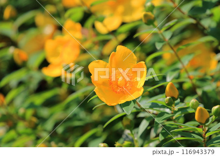 満開の金糸梅(キンシバイ) 花とつぼみ 満開の金糸梅(キンシバイ) 花とつぼみ 116943379