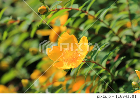 満開の金糸梅（キンシバイ）　花とつぼみ　 116943381