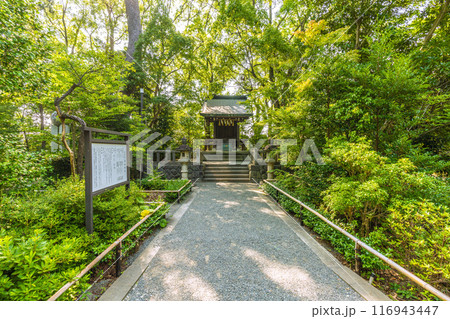 日本の寒川都市景観 宮山神社を望む(相模國一之宮 寒川神社末社)=令和6年7月21日 日本の寒川都市景観 宮山神社を望む(相模國一之宮 寒川神社末社)=令和6年7月21日 116943447