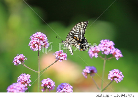 花の蜜を吸うナミアゲハ 花の蜜を吸うナミアゲハ 116943475