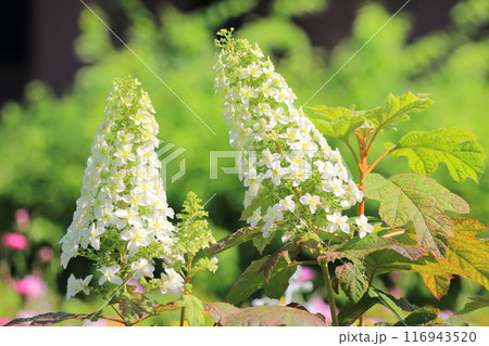 満開の八重のカシワバアジサイ 116943520