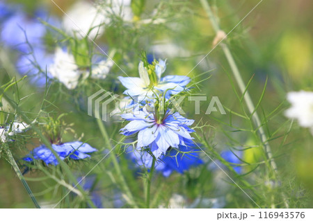 ブルーと白のニゲラの花 ブルーと白のニゲラの花 116943576