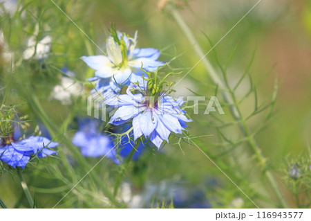 ブルーと白のニゲラの花 ブルーと白のニゲラの花 116943577