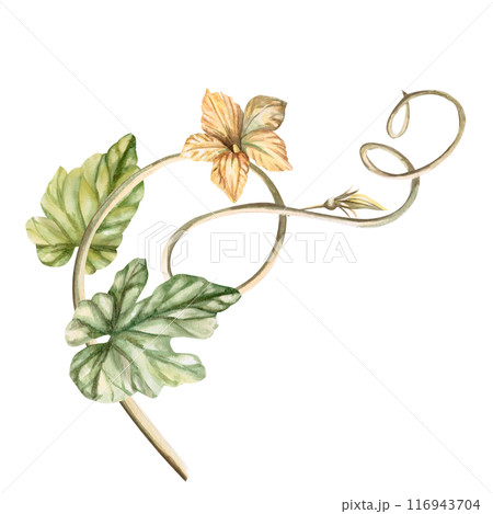 Curly pumpkin stem with leaves, flowers painted in watercolor. Illustration on the theme of harvest, Halloween for printing on fabric, packaging, fairs. Illustration isolated from the background. 116943704