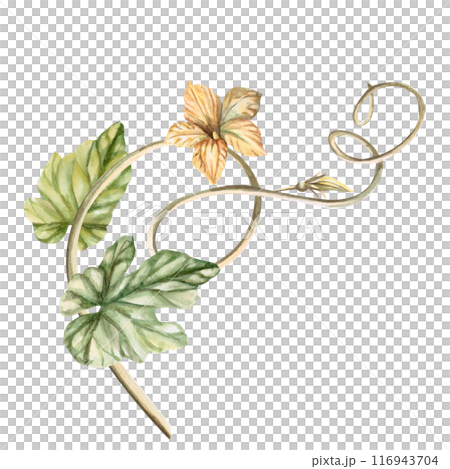 Curly pumpkin stem with leaves, flowers painted in watercolor. Illustration on the theme of harvest, Halloween for printing on fabric, packaging, fairs. Illustration isolated from the background. 116943704