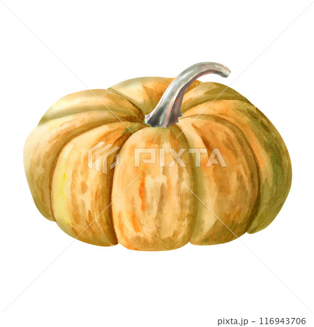 Green flat pumpkin painted with watercolor. Illustration on the theme of harvest, Halloween for printing on fabric, packaging for bakeries, fairs. Illustration isolated from the background. 116943706
