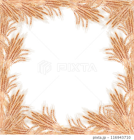 Frame of wheat ears painted in watercolor. Illustration on the theme of harvest for invitations to fairs, bakeries, bread factories, breweries. Illustration isolated from the background. 116943710