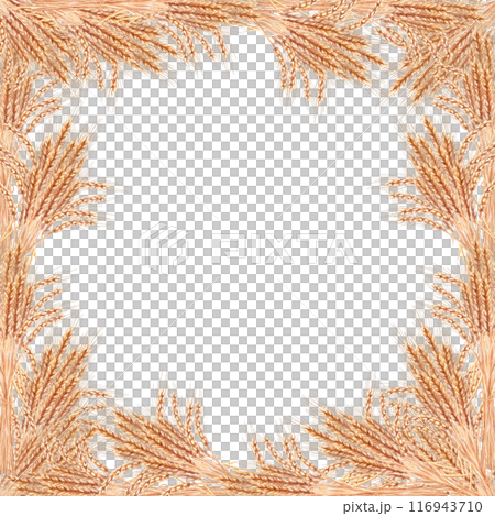 Frame of wheat ears painted in watercolor. Illustration on the theme of harvest for invitations to fairs, bakeries, bread factories, breweries. Illustration isolated from the background. 116943710