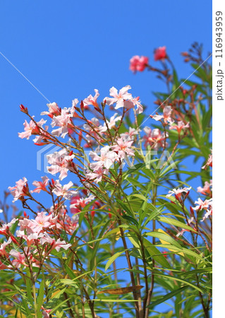 ピンク色の夾竹桃(キョウチクトウ) ピンク色の夾竹桃(キョウチクトウ) 116943959