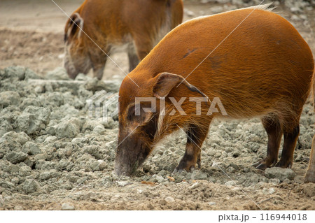 Red river hog (Potamochoerus porcus), also known as the bush pig. 116944018