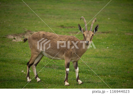 Female of Nubian Ibex Female of Nubian Ibex 116944023