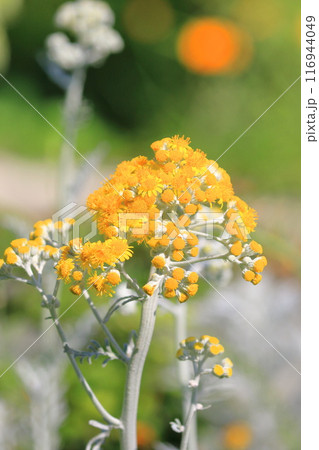 花を咲かせた白妙菊(シロタエギク) 花を咲かせた白妙菊(シロタエギク) 116944049