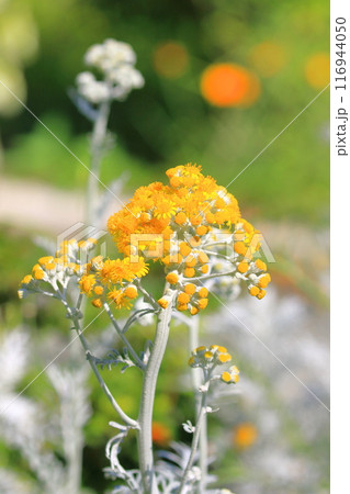 花を咲かせた白妙菊（シロタエギク） 116944050