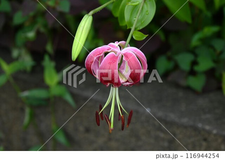 カノコユリ（鹿の子百合） 116944254