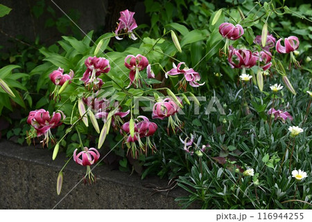 カノコユリ（鹿の子百合） 116944255