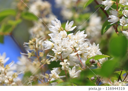 白い空木（ウツギ）の花 116944319