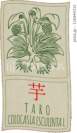 Vector drawing TARO in Chinese. Hand drawn illustration. Latin name is COLOCASIA ESCULENTA L 116944332