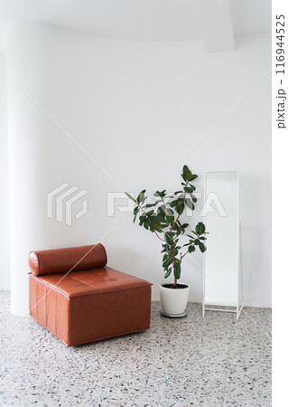 Interior with elastic ficus. There is a ficus and a mirror on the light wall. A brown sofa with a place to copy. Modern indoor plants ficus. High quality photo Interior with elastic ficus. There is a ficus and a mirror on the light wall. A brown sofa with a place to copy. Modern indoor plants ficus. High quality photo 116944525