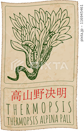 Vector drawing THERMOPSIS in Chinese. Hand drawn illustration. Latin name is THERMOPSIS ALPINA PALL 116945461