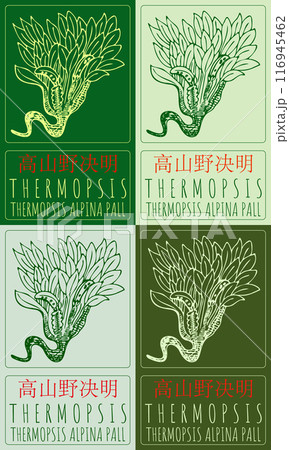 Set of vector drawing THERMOPSIS in Chinese in various colors. Hand drawn illustration. Latin name is THERMOPSIS ALPINA PALL. 116945462