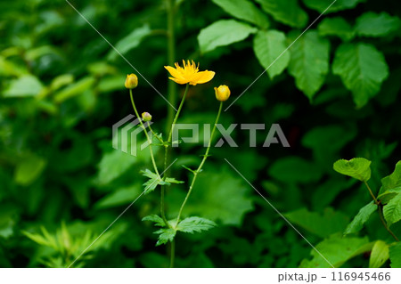 キンバイソウの花 キンバイソウの花 116945466
