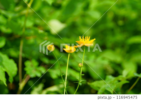 キンバイソウの花 キンバイソウの花 116945475