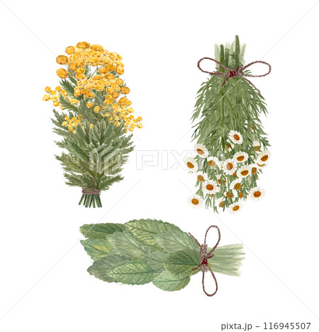 Bunch of lemon balm, blue tansy and chamomile watercolor isolated on white. Hand drawn high quality art for eco design, cards, packages, essential oil production, oil infusions, herbalism materials 116945507