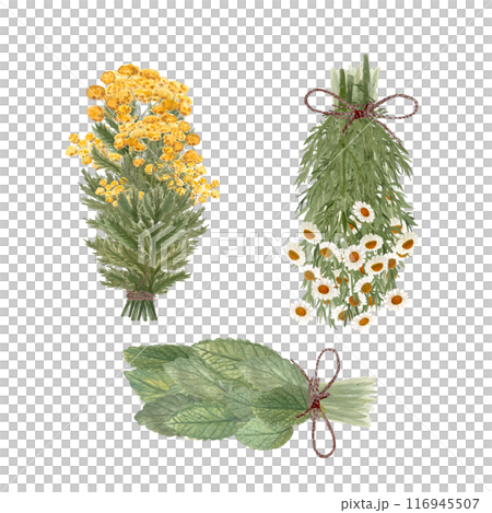 Bunch of lemon balm, blue tansy and chamomile watercolor isolated on white. Hand drawn high quality art for eco design, cards, packages, essential oil production, oil infusions, herbalism materials 116945507