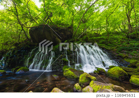 秋田県にかほ市の初夏　新緑の元滝伏流水 116945631