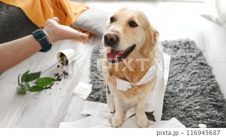 Golden retriever dog playing with toilet paper 116945687