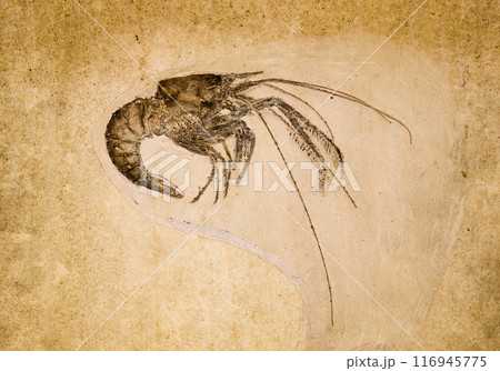 Marine animal prehistoric shrimps fossil Marine animal prehistoric shrimps fossil 116945775
