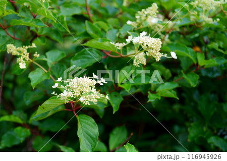 ノリウツギの花 116945926
