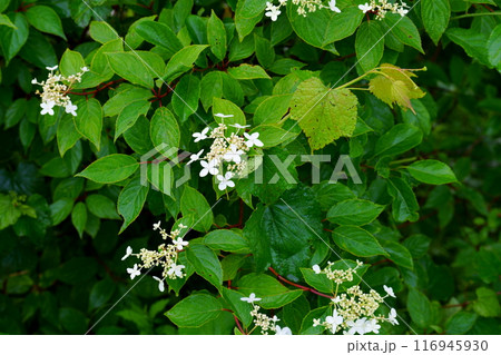 ノリウツギの花 116945930