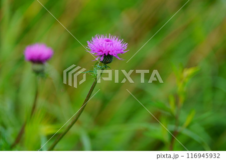 ノアザミの花 116945932