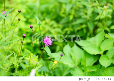 ノアザミの花 116945933