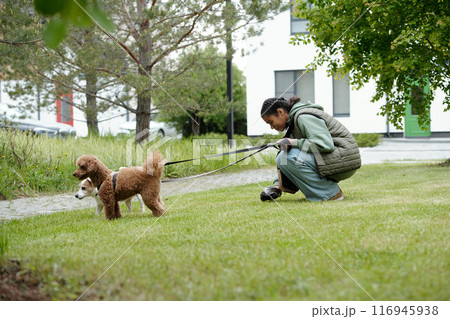 Teenage girl removing dog feces in park 116945938