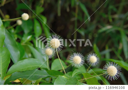 タニワタリノキの花 116946108